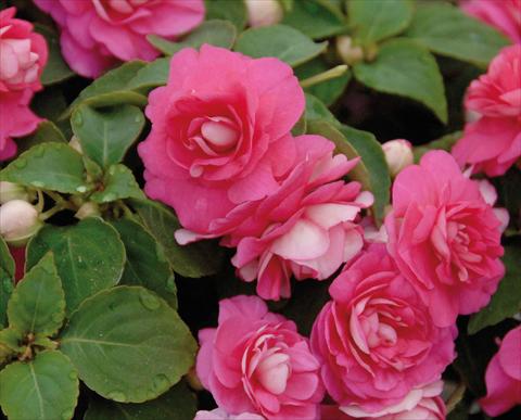 foto van een variëteit aan bloemen, te gebruiken als: Pot - en perkplant Impatiens walleriana Musica® Pink Energy
