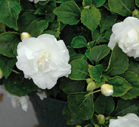 foto van een variëteit aan bloemen, te gebruiken als: Pot - en perkplant Impatiens walleriana Musica® Pure White