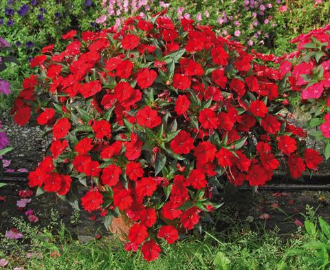 foto van een variëteit aan bloemen, te gebruiken als: Potplant, perkplant, patioplant, korfplant Impatiens N. Guinea SunPatiens® Compact Red