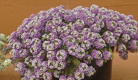 foto van een variëteit aan bloemen, te gebruiken als: Pot - en perkplant Lobularia maritima Lavander Stream®