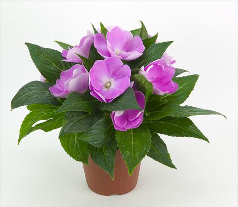 foto van een variëteit aan bloemen, te gebruiken als: Pot - en perkplant Impatiens N. Guinea Paradise® Moyo