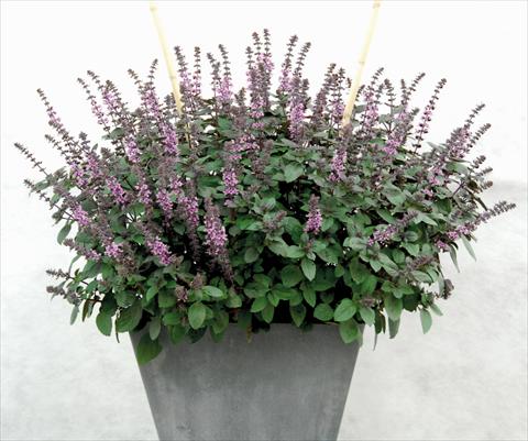 foto van een variëteit aan bloemen, te gebruiken als: Pot - en perkplant Ocimum basilicum African Blu®