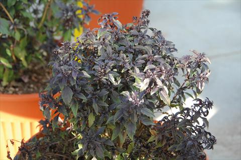 foto van een variëteit aan bloemen, te gebruiken als: Pot - en perkplant Ocimum basilicum Basilico greco alla cannella®