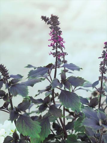 foto van een variëteit aan bloemen, te gebruiken als: Pot - en perkplant Ocimum basilicum Wild Magic®