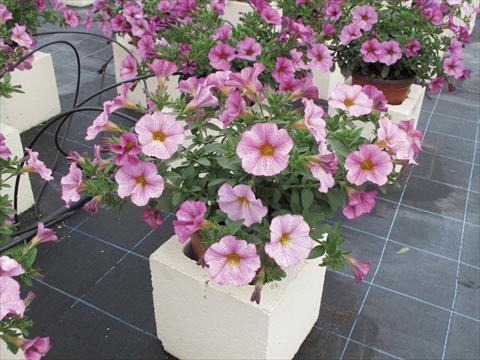 foto van een variëteit aan bloemen, te gebruiken als: Potplant, perkplant, patioplant, korfplant Petchoa SuperCal® Artist Rose