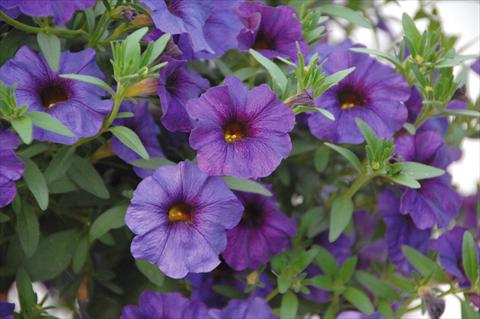 foto van een variëteit aan bloemen, te gebruiken als: Potplant, perkplant, patioplant, korfplant Petchoa SuperCal® Blue