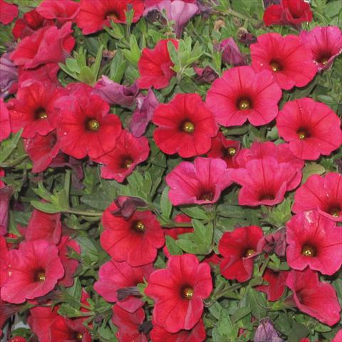 foto van een variëteit aan bloemen, te gebruiken als: Potplant, perkplant, patioplant, korfplant Petchoa SuperCal® Cherry