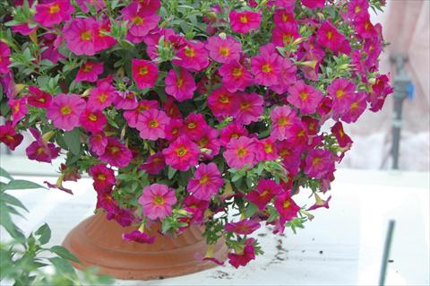 foto van een variëteit aan bloemen, te gebruiken als: Potplant, perkplant, patioplant, korfplant Petchoa SuperCal® Neon Rose