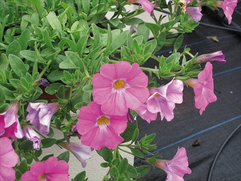 foto van een variëteit aan bloemen, te gebruiken als: Potplant, perkplant, patioplant, korfplant Petchoa SuperCal® Pink Ice