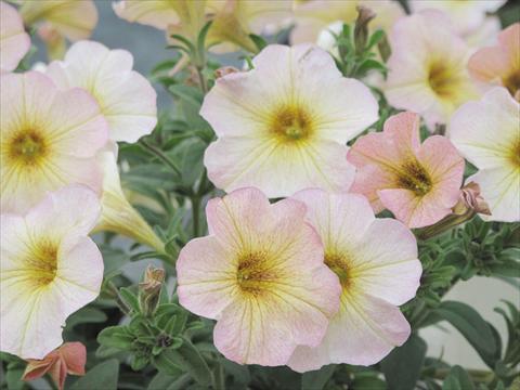 foto van een variëteit aan bloemen, te gebruiken als: Potplant, perkplant, patioplant, korfplant Petchoa SuperCal® Vanilla Blush