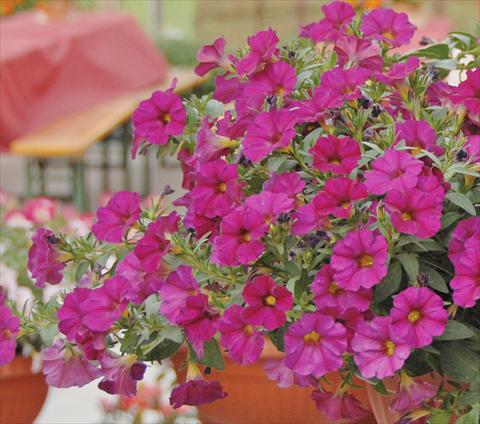 foto van een variëteit aan bloemen, te gebruiken als: Potplant, perkplant, patioplant, korfplant Petchoa SuperCal® Violet