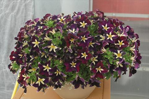foto van een variëteit aan bloemen, te gebruiken als: Potplant, perkplant, patioplant, korfplant Petunia pendula Cascadias® Rim Magenta