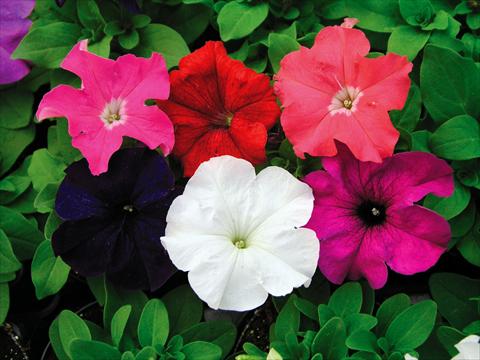 foto van een variëteit aan bloemen, te gebruiken als: Potplant, perkplant, patioplant, korfplant Petunia Compatta XL Mix