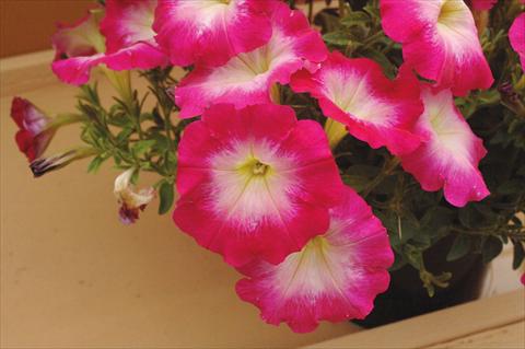 foto van een variëteit aan bloemen, te gebruiken als: Potplant, perkplant, patioplant, korfplant Petunia Fantasy Hot Pink