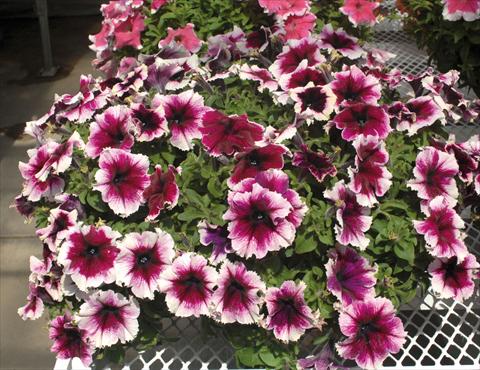 foto van een variëteit aan bloemen, te gebruiken als: Potplant, perkplant, patioplant, korfplant Petunia Happy Giant Bicolor Purple Picotee