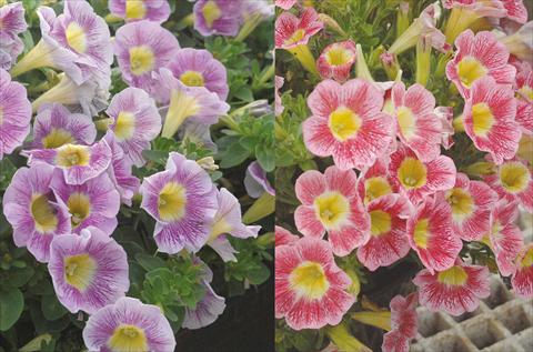 foto van een variëteit aan bloemen, te gebruiken als: Potplant, perkplant, patioplant, korfplant Petunia Marvel Beauty Blueberry e Rasberry mix