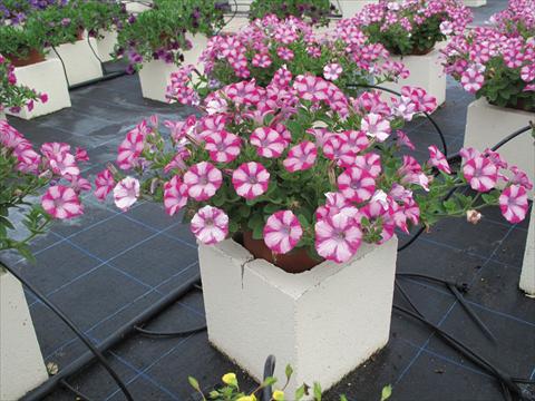 foto van een variëteit aan bloemen, te gebruiken als: Potplant, perkplant, patioplant, korfplant Petunia Mini Blast