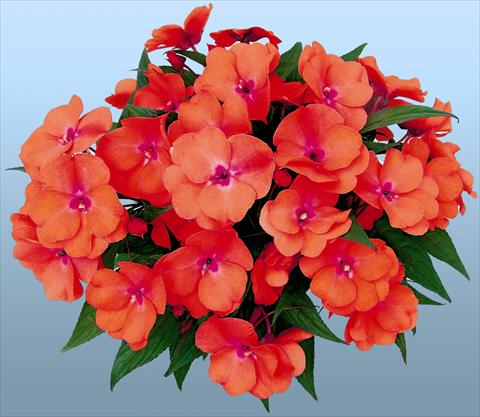 foto van een variëteit aan bloemen, te gebruiken als: Pot - en perkplant Impatiens N. Guinea Paradise® Tomea