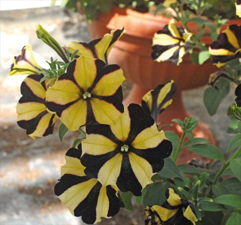 foto van een variëteit aan bloemen, te gebruiken als: Potplant, perkplant, patioplant, korfplant Petunia Sunflower Ray