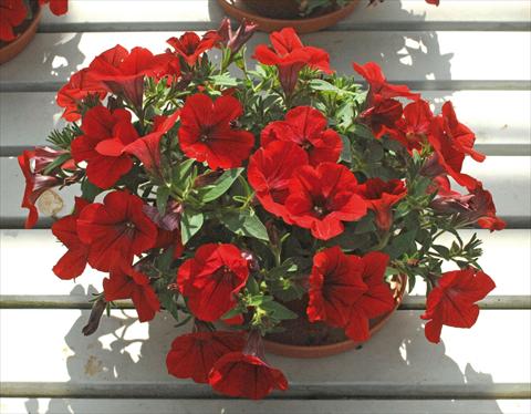 foto van een variëteit aan bloemen, te gebruiken als: Potplant, perkplant, patioplant, korfplant Petunia pendula Surfinia® Deep Red