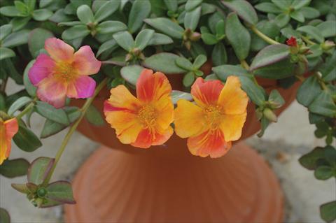 foto van een variëteit aan bloemen, te gebruiken als: Pot - en perkplant Portulaca Amica Jumbo Bicolor Mix