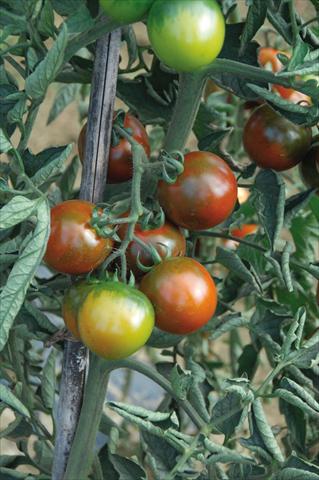 foto van een variëteit aan bloemen, te gebruiken als: Potplant, perkplant, patioplant Solanum lycopersicum (pomodoro) tipo Camone