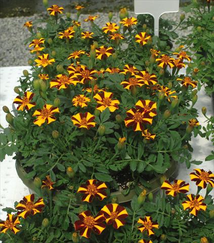 foto van een variëteit aan bloemen, te gebruiken als: Perkplant / Borders Tagetes patula Mr. Majestic