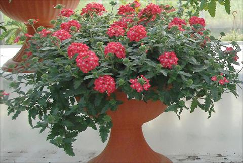 foto van een variëteit aan bloemen, te gebruiken als: Potplant, patioplant, korfplant Verbena Superbena® Coral Pearl