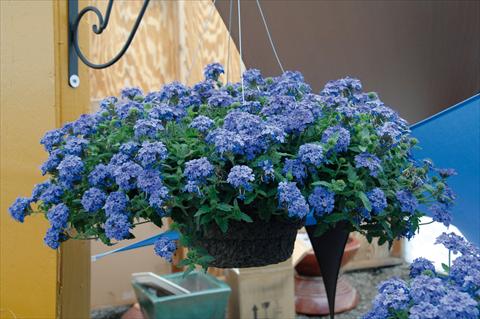 foto van een variëteit aan bloemen, te gebruiken als: Potplant, patioplant, korfplant Verbena Superbena® Royale Chambrey PW