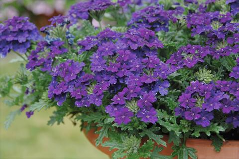 foto van een variëteit aan bloemen, te gebruiken als: Potplant, patioplant, korfplant Verbena Vepita Blu Violet PW
