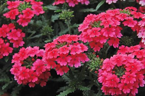 foto van een variëteit aan bloemen, te gebruiken als: Potplant, patioplant, korfplant Verbena Vepita Hot Pink PW