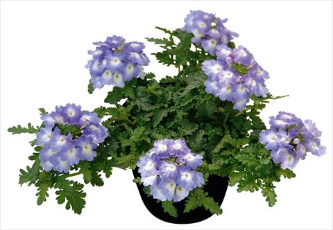 foto van een variëteit aan bloemen, te gebruiken als: Potplant, patioplant, korfplant Verbena Vepita Lavender Ice PW