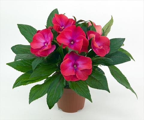 foto van een variëteit aan bloemen, te gebruiken als: Pot - en perkplant Impatiens N. Guinea Paradise® Tomini