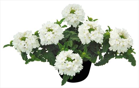 foto van een variëteit aan bloemen, te gebruiken als: Potplant, patioplant, korfplant Verbena Vepita White PW