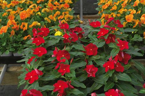 foto van een variëteit aan bloemen, te gebruiken als: Pot - en perkplant Catharanthus roseus - Vinca Cora F1 Red