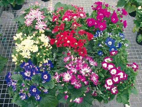 foto van een variëteit aan bloemen, te gebruiken als: Pot - en perkplant Cineraria Vesna