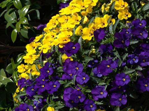 foto van een variëteit aan bloemen, te gebruiken als: Perkplant / Borders Viola cornuta Penny Blue