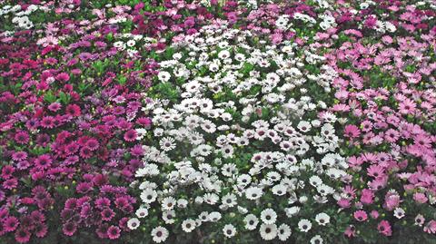foto van een variëteit aan bloemen, te gebruiken als: Pot - en perkplant Osteospermum Akila mix