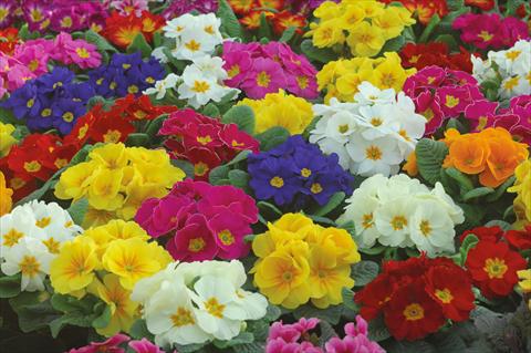 foto van een variëteit aan bloemen, te gebruiken als: Pot - en perkplant Primula acaulis Mery superprecoce mix