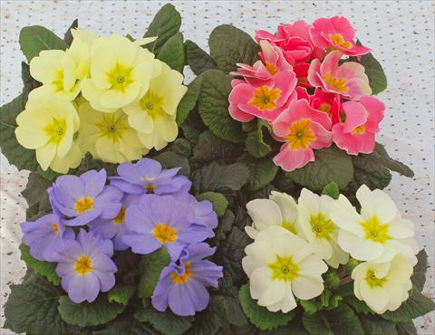 foto van een variëteit aan bloemen, te gebruiken als: Pot - en perkplant Primula acaulis Vanity mix