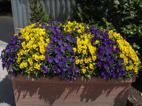 foto van een variëteit aan bloemen, te gebruiken als: Perkplant / Borders Viola cornuta Penny Yellow blotch