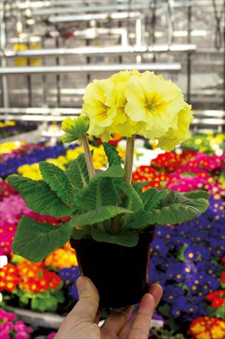 foto van een variëteit aan bloemen, te gebruiken als: Pot - en perkplant Primula elatior Sibel crema