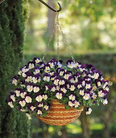 foto van een variëteit aan bloemen, te gebruiken als: Pot - en perkplant Viola cornuta Cool Wave Violet Wings
