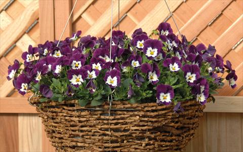 foto van een variëteit aan bloemen, te gebruiken als: Pot - en perkplant Viola cornuta Freefall Violetto Bianco