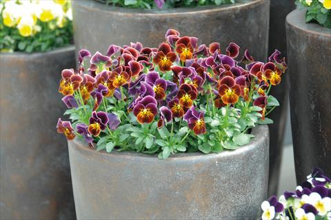 foto van een variëteit aan bloemen, te gebruiken als: Pot - en perkplant Viola cornuta Lady Antique shades