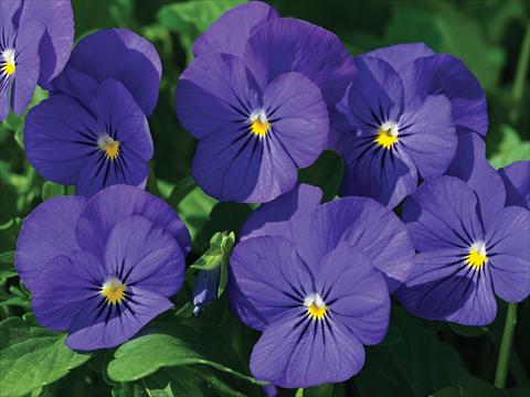 foto van een variëteit aan bloemen, te gebruiken als: Pot - en perkplant Viola cornuta Lady Blu