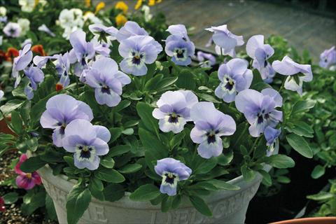 foto van een variëteit aan bloemen, te gebruiken als: Pot - en perkplant Viola cornuta Lady Marina