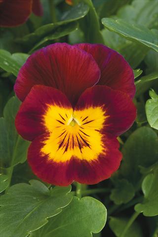 foto van een variëteit aan bloemen, te gebruiken als: Pot - en perkplant Viola cornuta Lady Red with yellow face