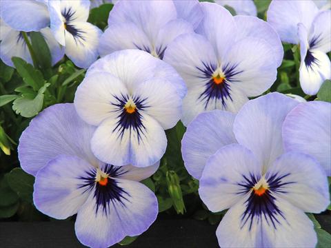 foto van een variëteit aan bloemen, te gebruiken als: Pot - en perkplant Viola cornuta Lady Sky Blu with bloch