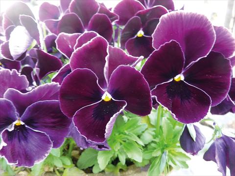 foto van een variëteit aan bloemen, te gebruiken als: Pot - en perkplant Viola cornuta Midi Purple lace